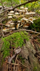 Basidiomycota