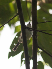 Prinia hodgsonii