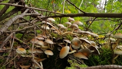 Basidiomycota