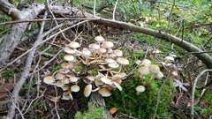 Basidiomycota