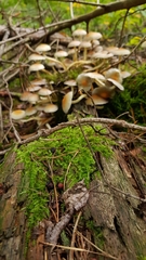 Basidiomycota
