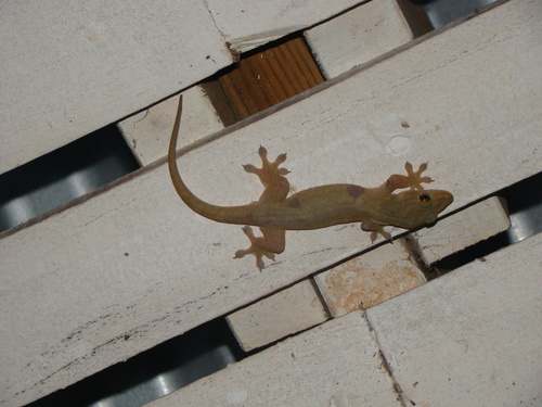 Gehyra oceanica