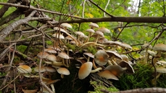 Basidiomycota