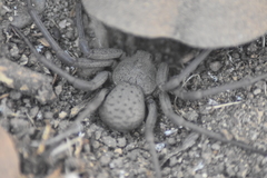 Sicarius thomisoides