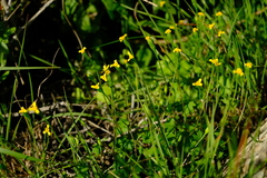 Stilpnogyne bellidioides