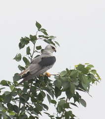 Elanus caeruleus