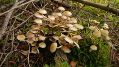 Basidiomycota