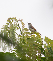 Prinia hodgsonii