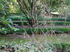 Berberis gagnepainii