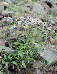 Aster amellus bessarabicus