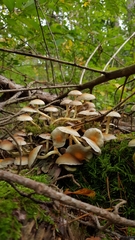 Basidiomycota