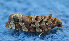 Argyrotaenia floridana