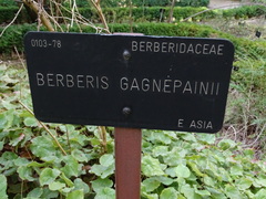 Berberis gagnepainii