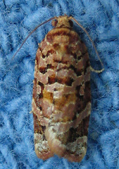 Argyrotaenia floridana