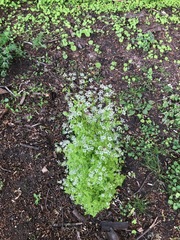 Anthriscus cerefolium