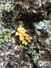 Harmonia axyridis