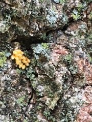 Harmonia axyridis