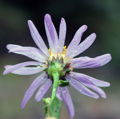 Aster amellus bessarabicus