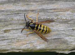 Dolichovespula saxonica