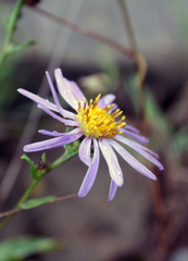 Aster amellus bessarabicus