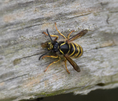Dolichovespula saxonica