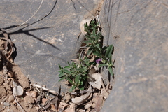 Polygala mascatensis