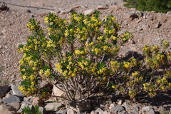 Euryops arabicus