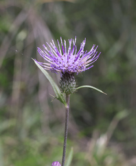 Cirsium suzukaense