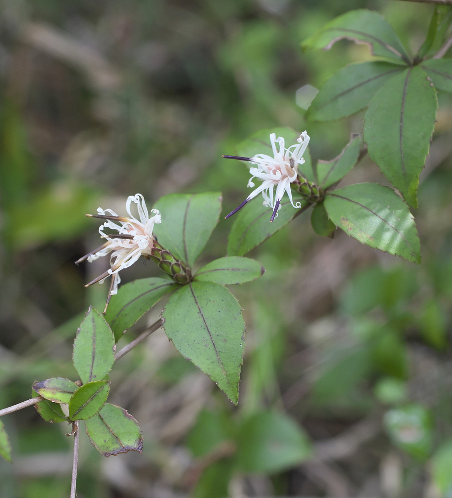 Pertya glabrescens