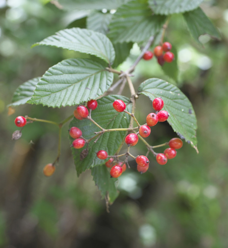 Viburnum erosum iNat (2)