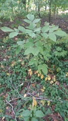 Fraxinus americana