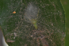 Lyssomanes pauper