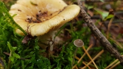 Clitocybe