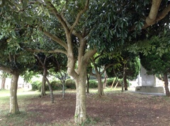 Lithocarpus edulis