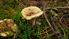 Clitocybe