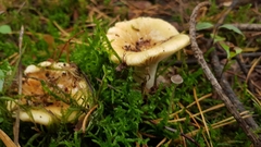 Clitocybe