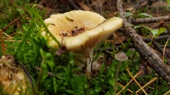 Clitocybe