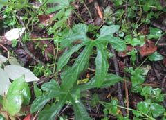 Angiospermae