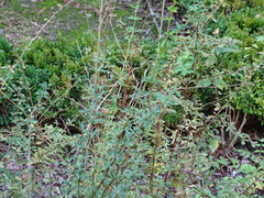 Berberis aggregata