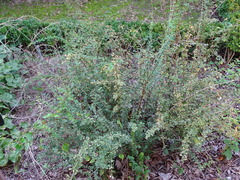 Berberis aggregata