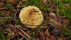 Basidiomycota