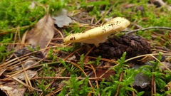 Basidiomycota