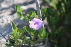 Ruellia parryi