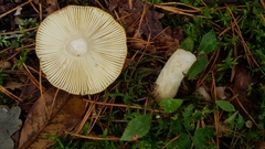 Basidiomycota
