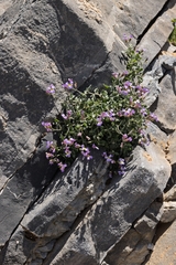 Aubrieta deltoidea