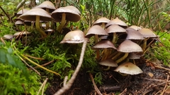 Basidiomycota