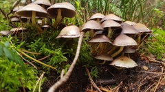 Basidiomycota