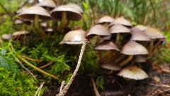 Basidiomycota