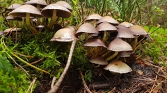 Basidiomycota