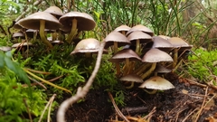 Basidiomycota